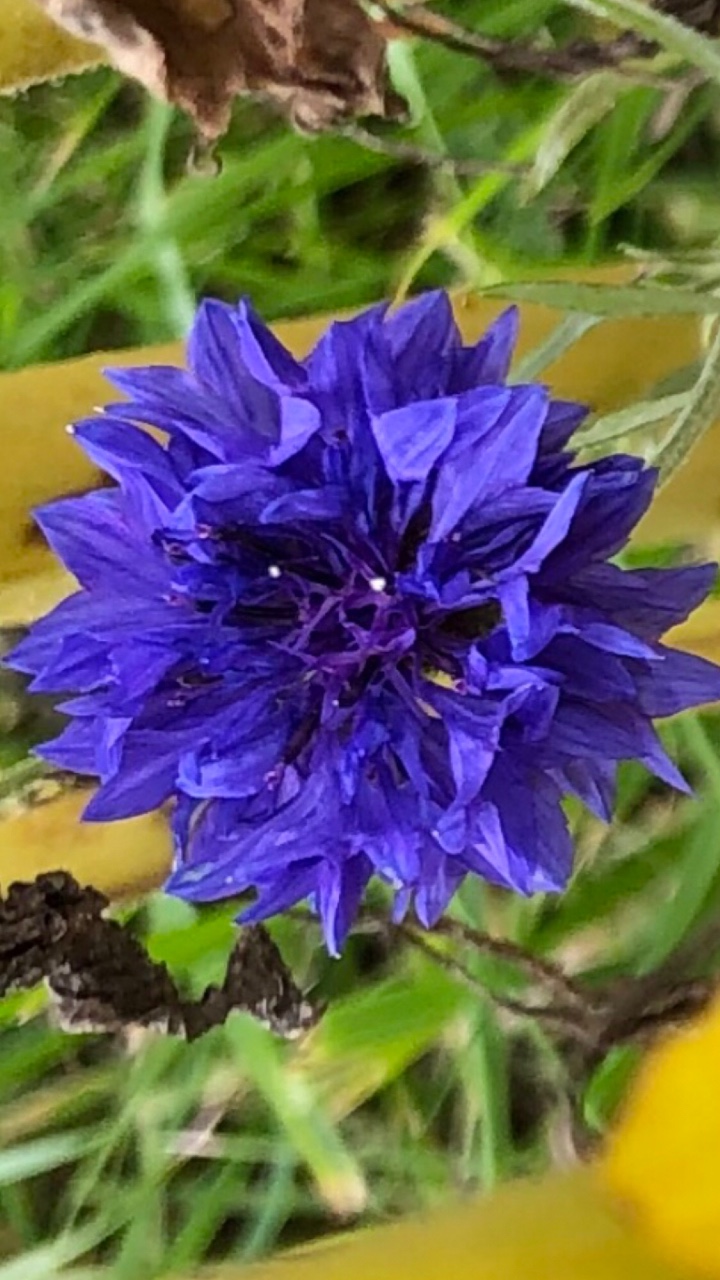 Bachelor Button