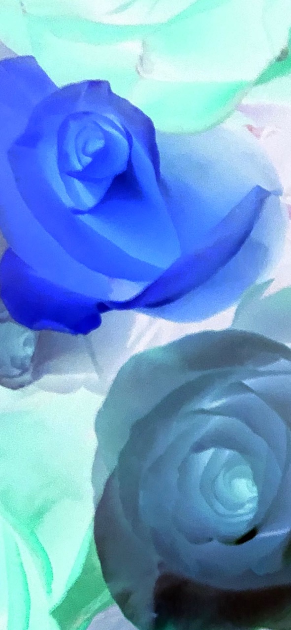 Dream…